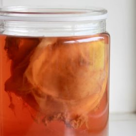 Kombucha Brewing Scoby